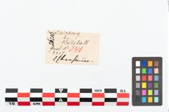 Foto von Eberzahnanhänger (NHMW-PRAE-026206)